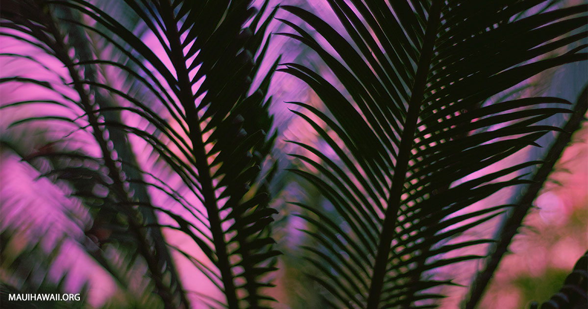 Outrigger Palms At Wailea Hotels And Condos Maui Hawaii