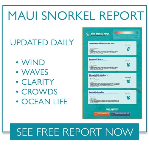 Maui Snorkel Report