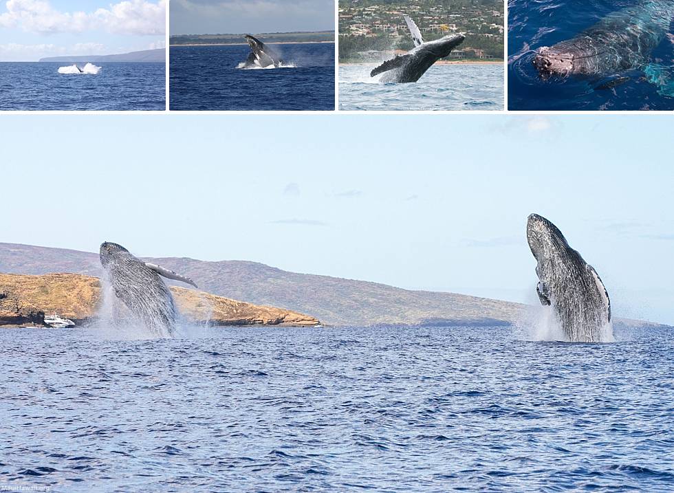 Chicago To Maui Whale Watching