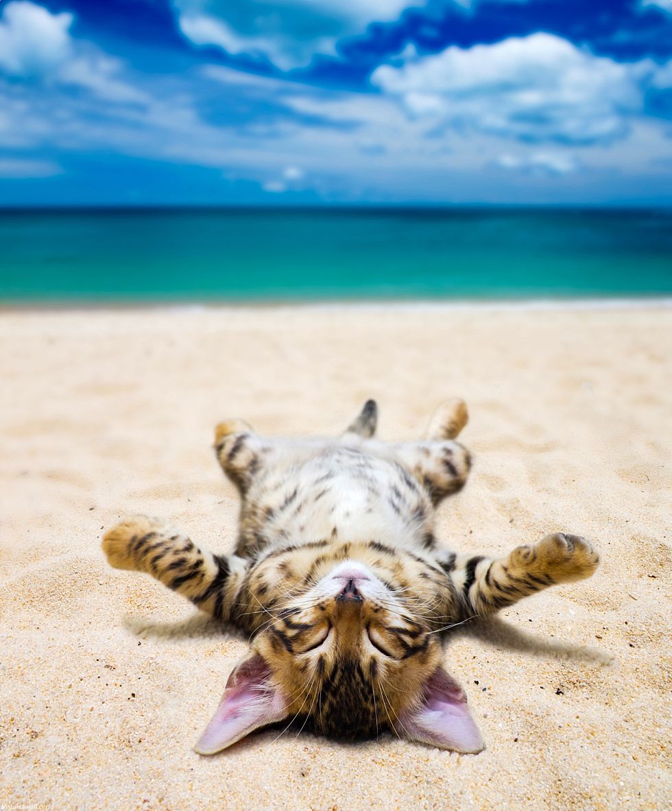 Bring Your Pet To Hawaii Cat Sunbathing