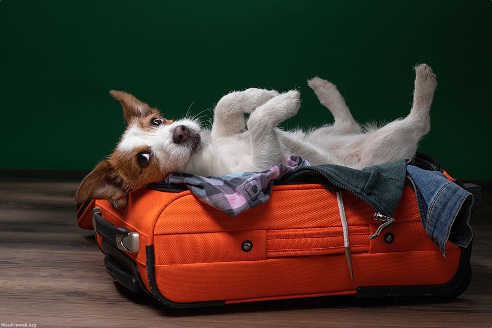 Bring Your Pet To Hawaii Dog In Luggage