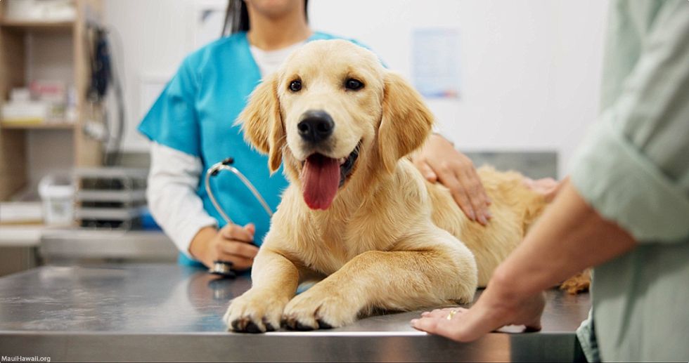 Bring Your Pet To Hawaii Medical Requirements