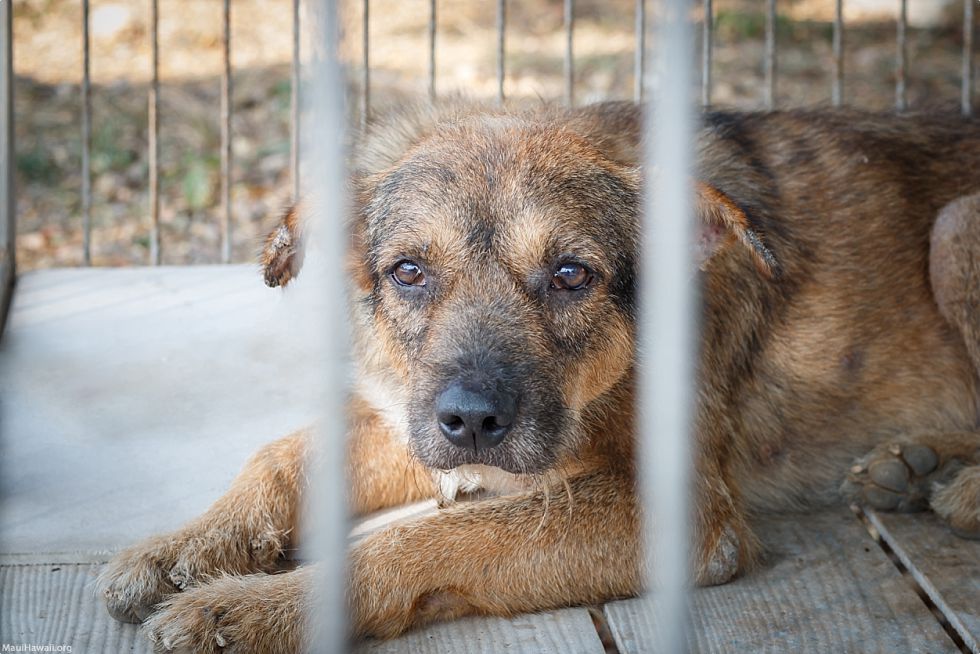 Bring Your Pet To Hawaii Quarantine