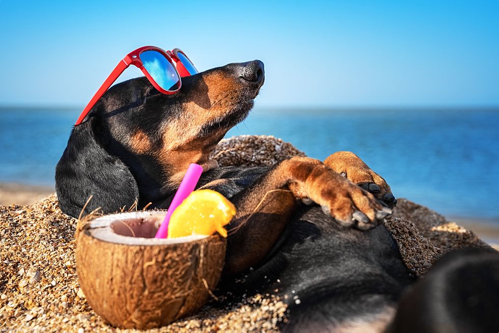 Bring Your Pet To Hawaii Dog Relaxing On Beach